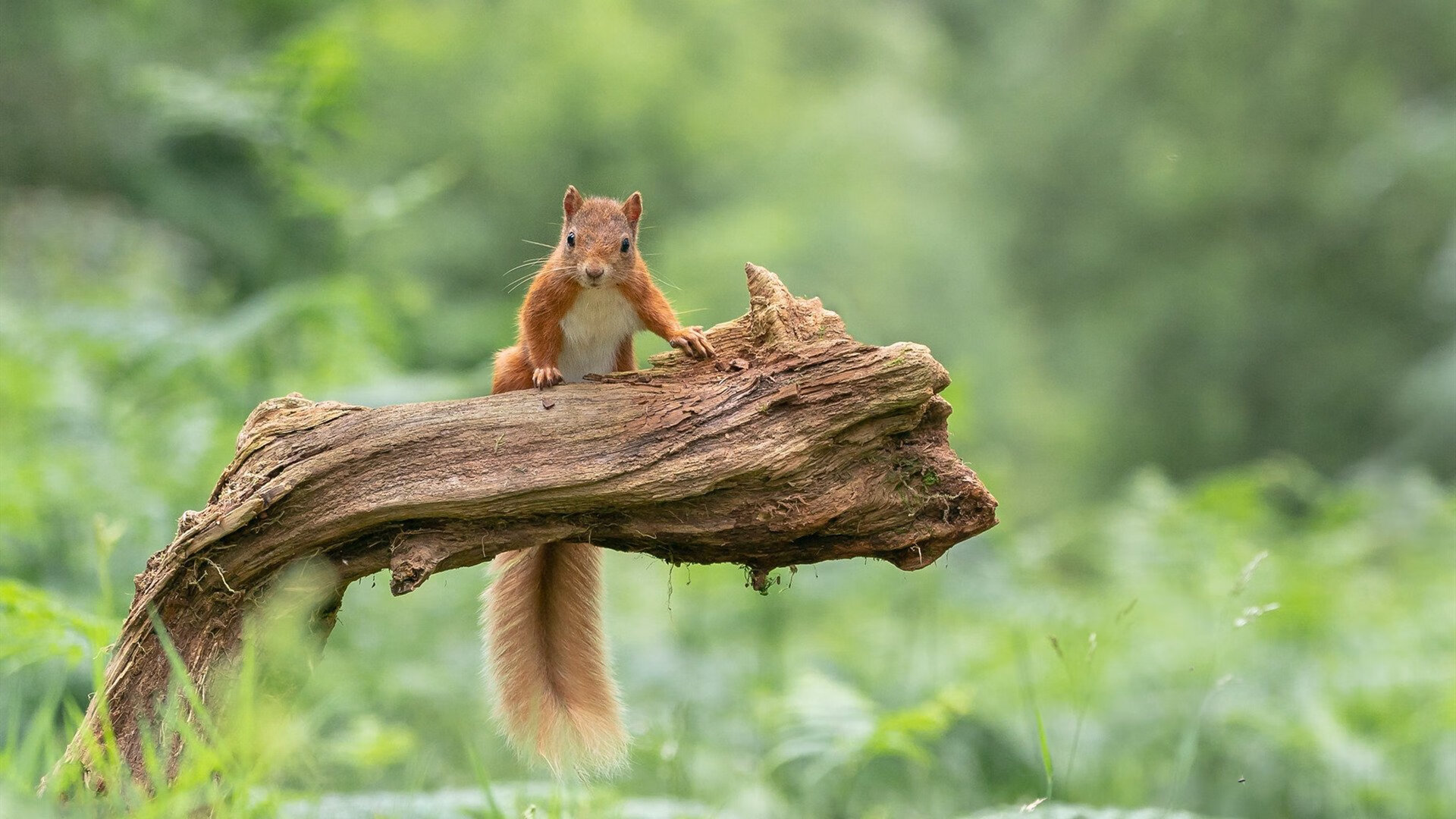 篮球运动员专项体能训练技术革新及应用实践研究,篮球运动员最需要的专项体能