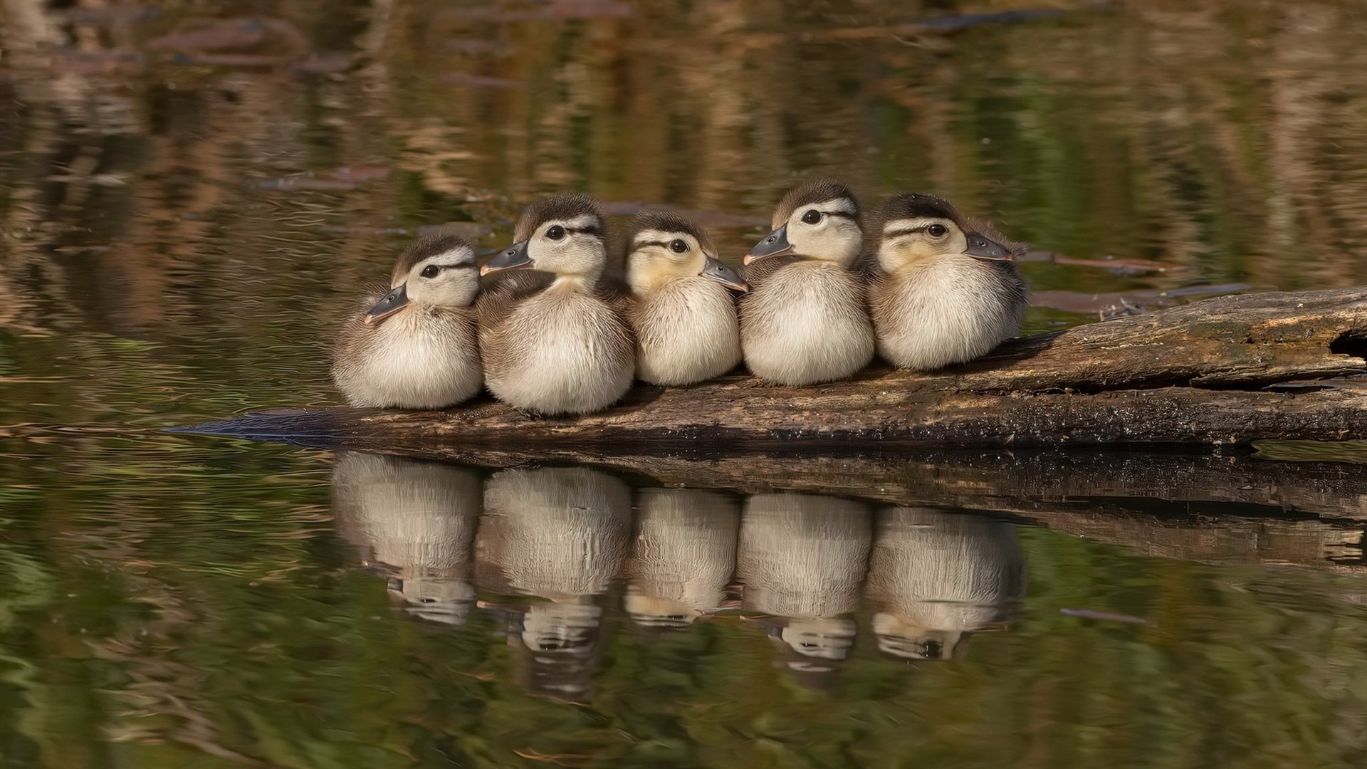 中国篮球场馆运营商业模式是否可持续,篮球馆市场容量或变化趋势