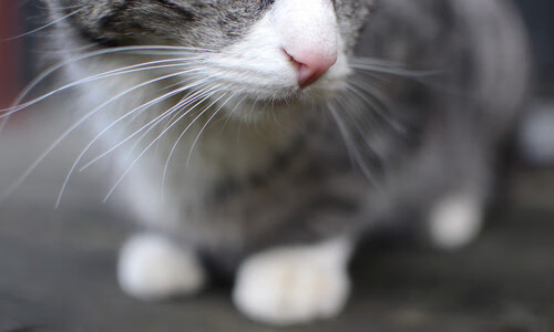 波兰队在国际乒联混合团体世界杯中的表现:从技术到心理素质,波兰乒乓球超级联赛