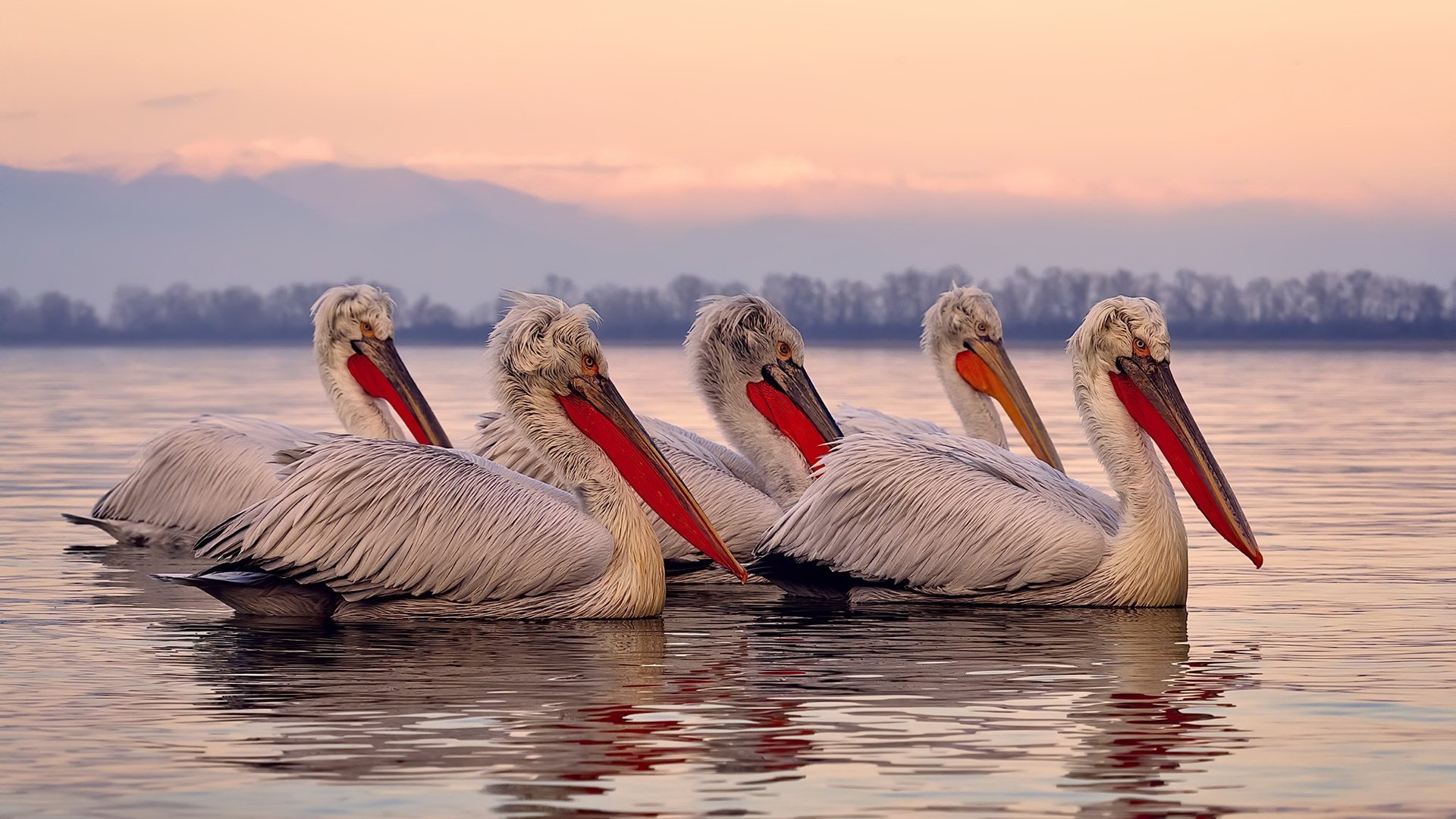 丹·卡特：用战术智慧与精确的脚法，改写全黑队历史，丹特巅峰水平