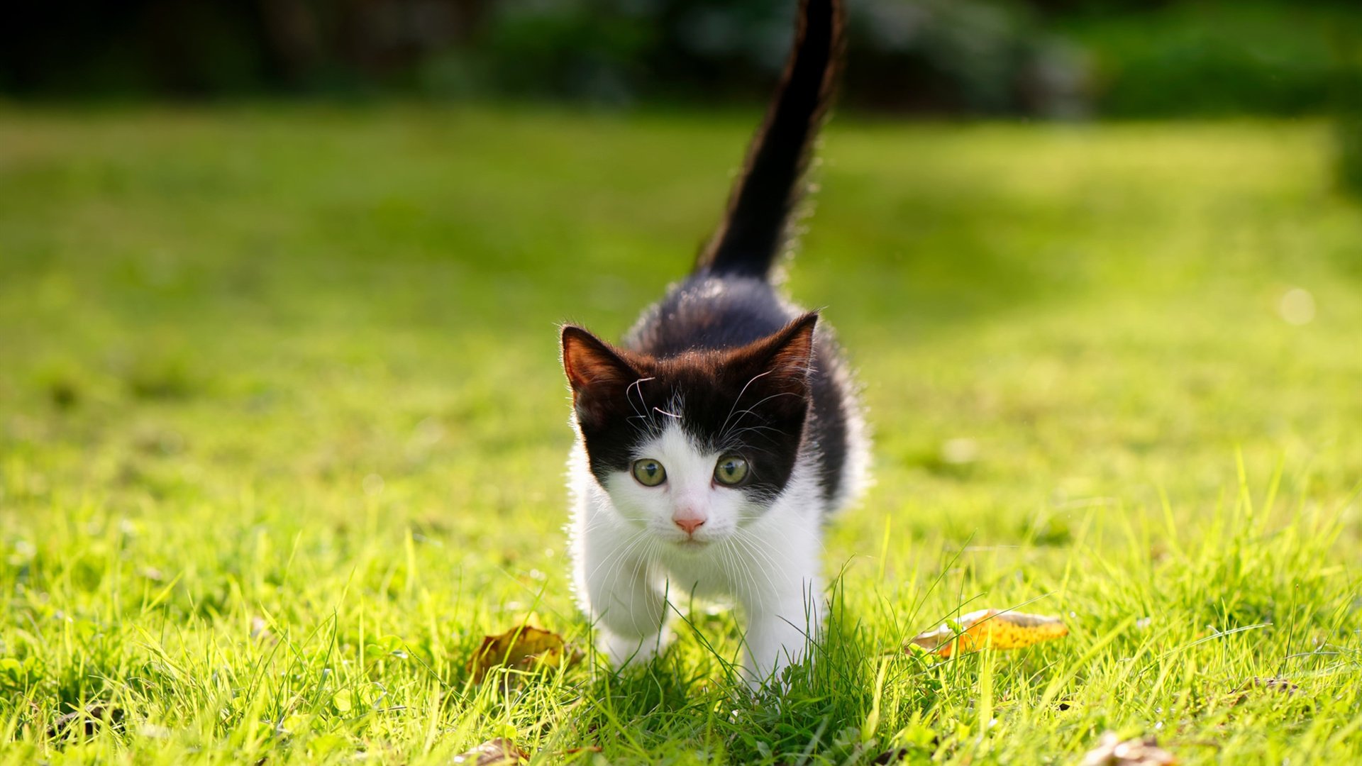 吉尔吉斯斯坦女篮努力追赶，在国际舞台持续崭露头角