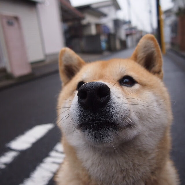 塞尔维亚女篮成功晋级欧洲锦标赛决赛,志在夺冠,塞尔维亚女兰