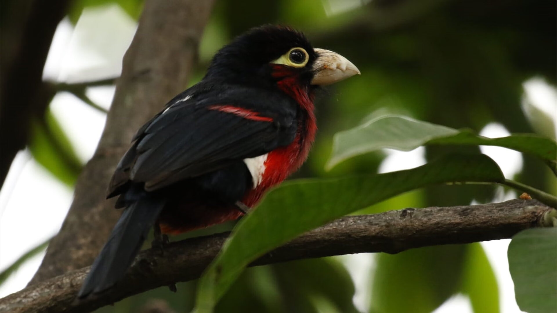 希腊女篮在欧洲锦标赛中宾朋满座，冠军宝座志在必得