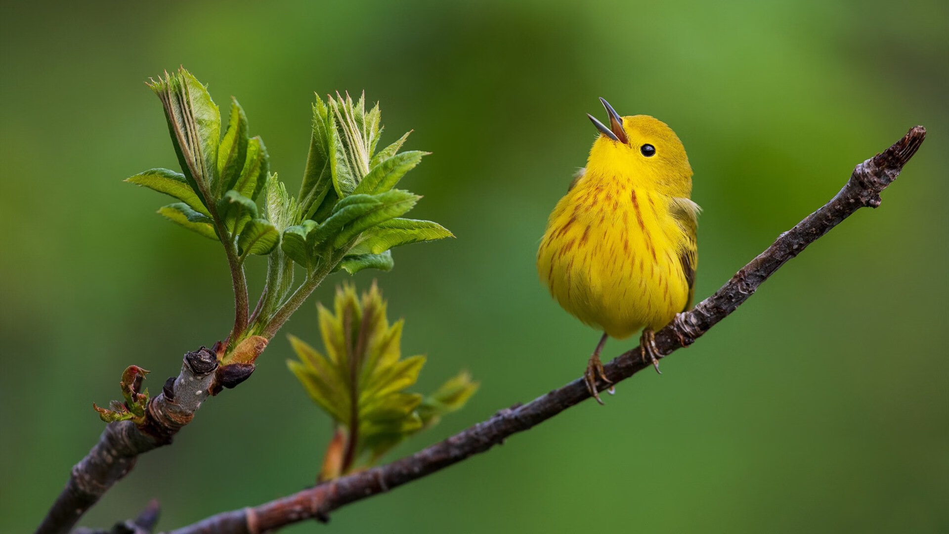 澳大利亚男子接力队冲刺阶段爆发惊艳全场，澳大利亚接力队集体禁赛