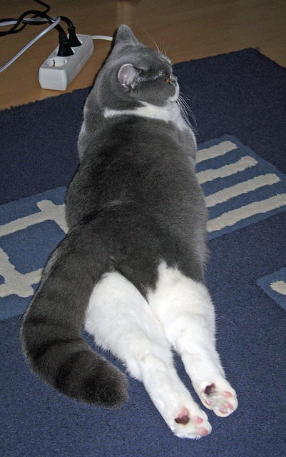 科特迪瓦男篮在非洲锦标赛中创造佳绩，迈向更高峰，非洲科特迪瓦现在是什么时间