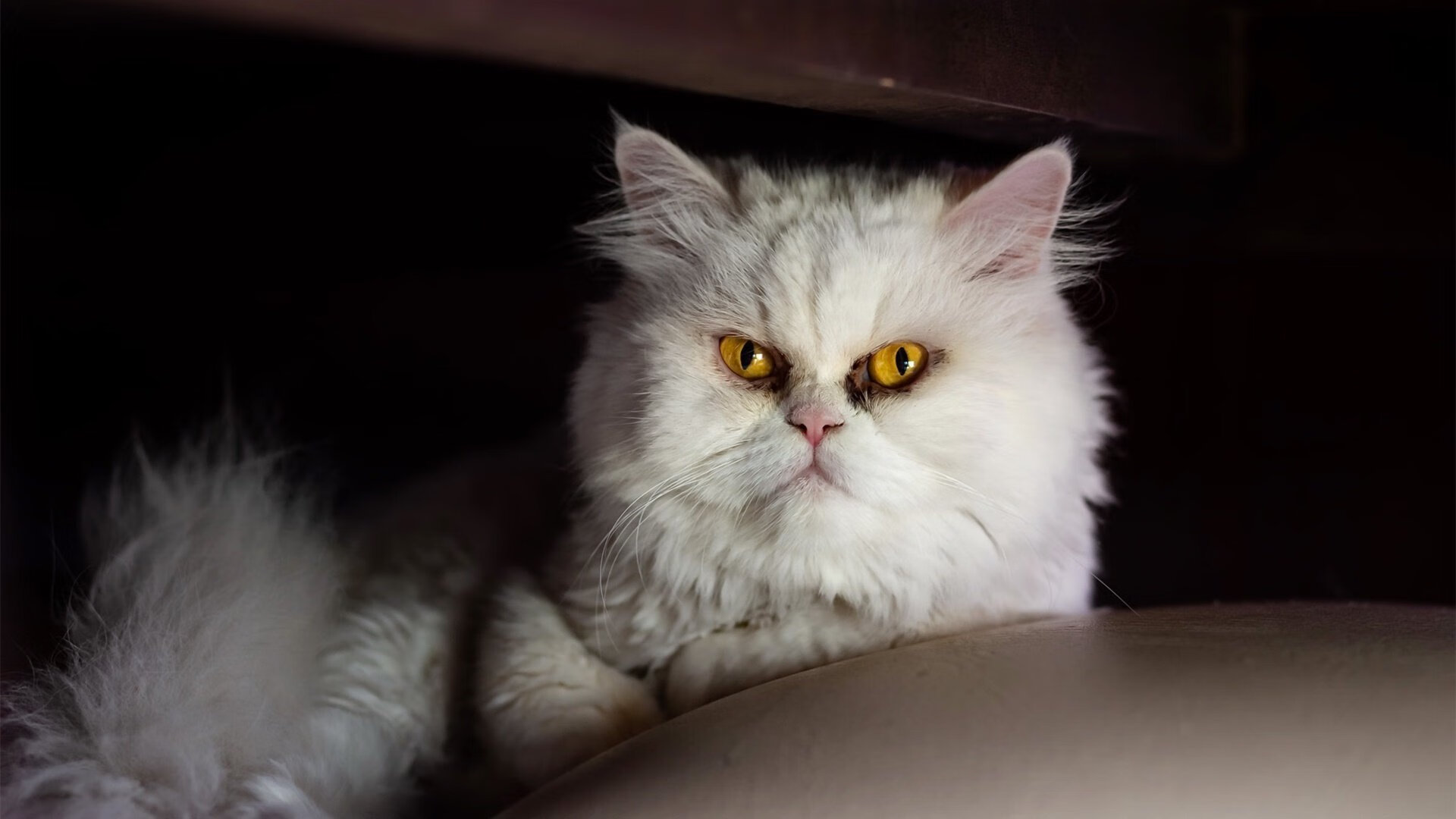 开云体育APP下载-袋鼠队灵活的战术部署，使其成为橄榄球锦标赛中的不容忽视力量