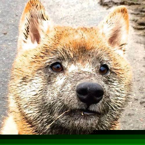 西甲攻守大戏：精彩转瞬即逝，战术巅峰！，西甲球队vll