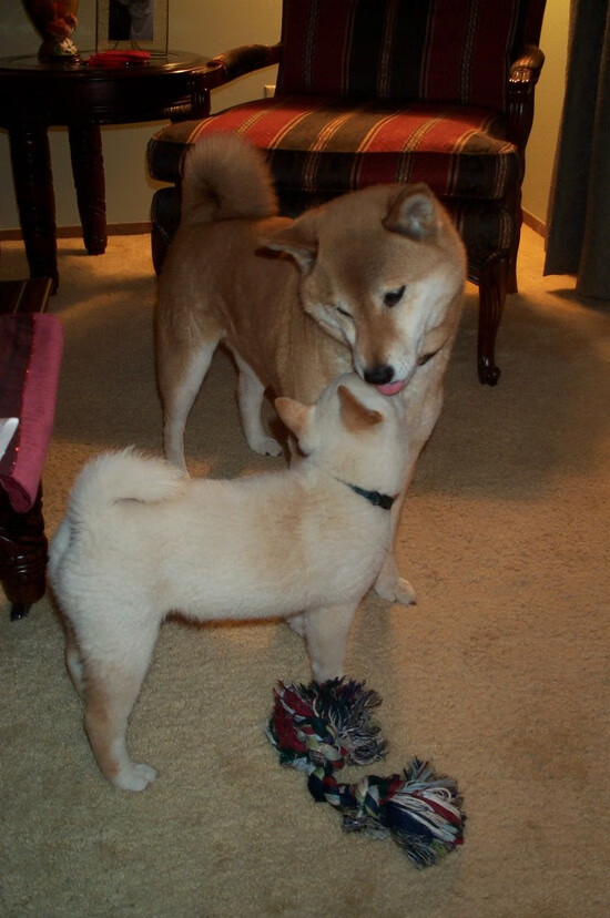 开云网站-西甲破门瞬间：极速突击带来经典一幕，西甲门将破门