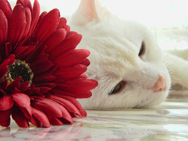 马拉维男篮在非洲锦标赛中再获冠军，体育影响力持续扩散，非洲马拉维说什么语言